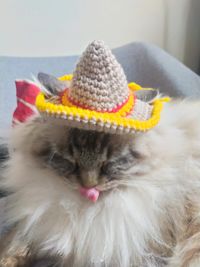 Katten sombrero